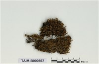 藏品(粗枝苔屬)的圖片